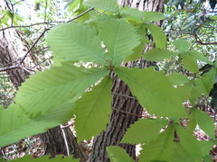 Quercus crispula