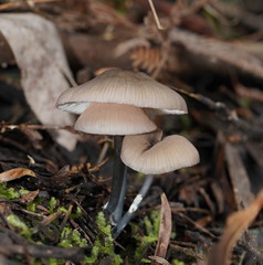 Entoloma albidocoeruleum