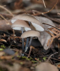 Entoloma albidocoeruleum