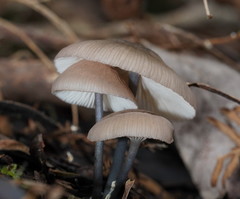 Entoloma albidocoeruleum