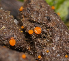 Cheilymenia raripila