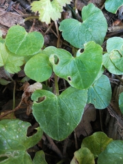 Ficaria verna
