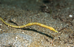 Double-Ended Pipefish photo 4