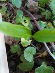 Angiospermae