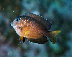 Ctenochaetus binotatus