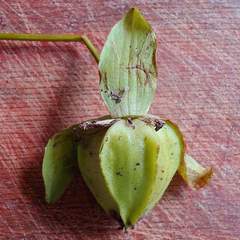 Trillium camschatcense