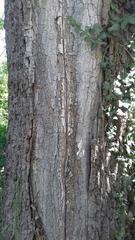 Populus nigra