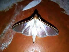 Cydalima
