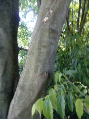 Celtis australis