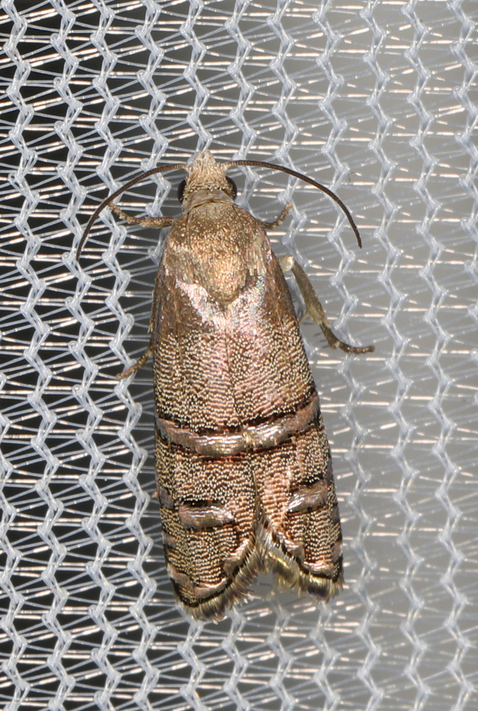 Longleaf Pine Seedworm Moth