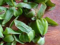 Trillium camschatcense