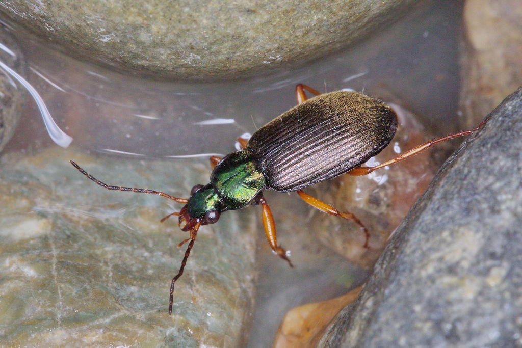 Chlaenius tenuilimbatus