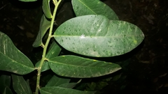 Citrus × taitensis