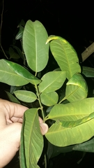 Citrus × taitensis