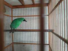 Chloropsis sonnerati