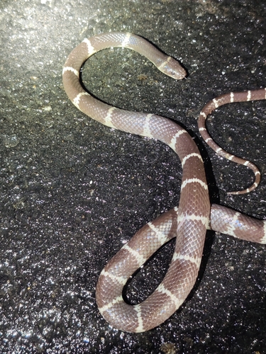 Northern Large-toothed Snake, Lycodon septentrionalis