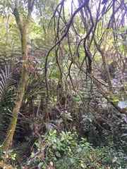 Melicytus ramiflorus ramiflorus