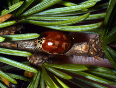 Harmonia quadripunctata