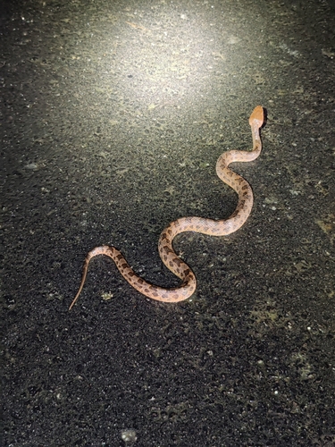 Zayuan Mountain Pitviper