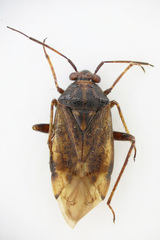 Lygus rugulipennis