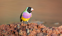 Gouldian Finch photo 4