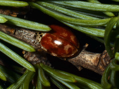 Harmonia quadripunctata