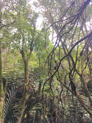 Melicytus ramiflorus ramiflorus