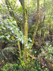 Melicytus ramiflorus ramiflorus