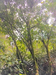 Melicytus ramiflorus ramiflorus