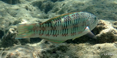 Thalassoma trilobatum