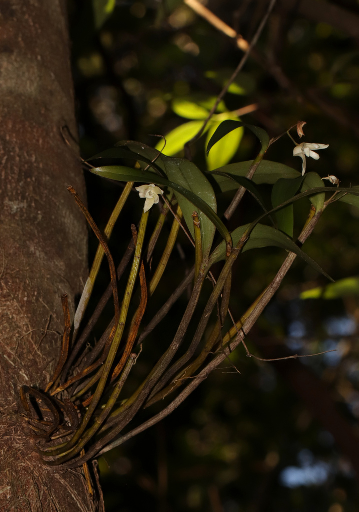Dendrobium adae