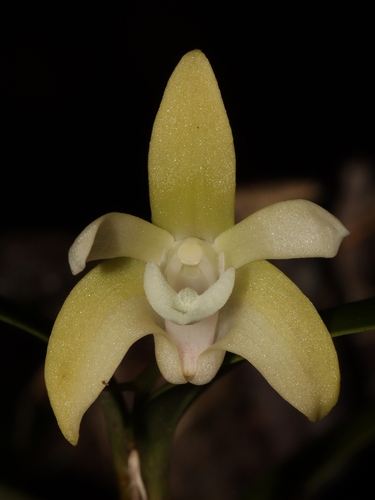 Dendrobium adae F.M.Bailey 3