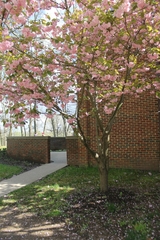 Prunus triloba