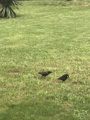 Sturnus vulgaris