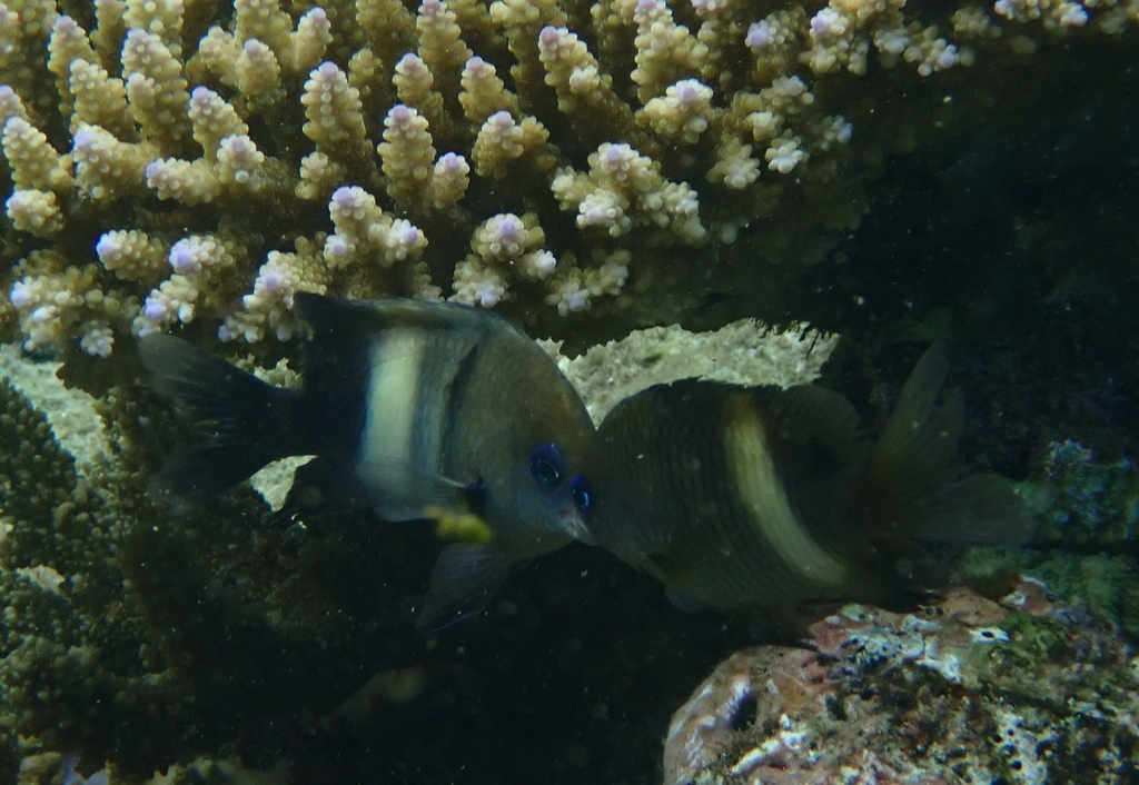 White-banded gregory (Stegastes albifasciatus) — Pomacentridae