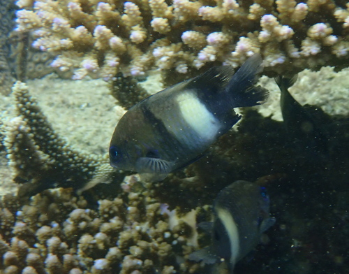 Witband-rifjuffer (Stegastes albifasciatus) — Pomacentridae