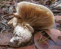 Amanita ananiceps