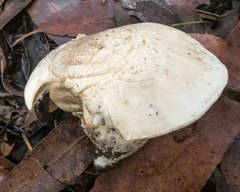 Amanita ananiceps