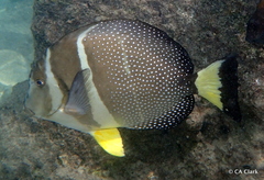 Acanthurus guttatus