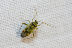 Polymerus vulneratus