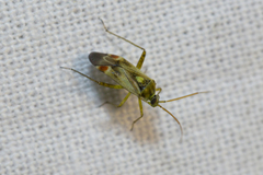 Polymerus vulneratus