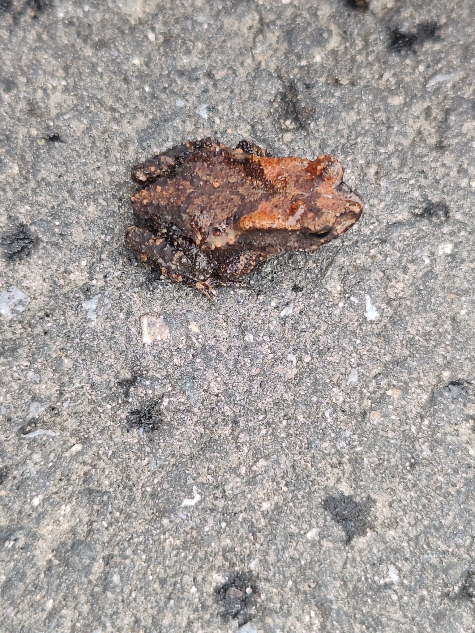 Stuart's Toad, Duttaphrynus stuarti