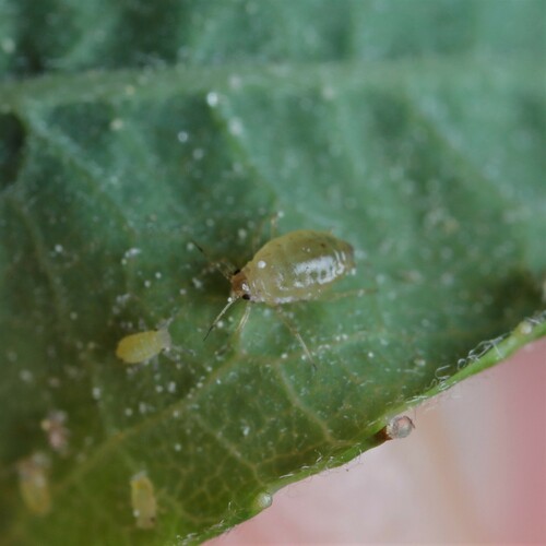 Brachycaudus spiraeae
