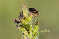 Strongylocoris leucocephalus