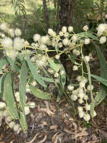 Acacia mimula observed 2024-06-02