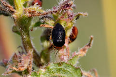 Strongylocoris leucocephalus