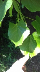 Tilia cordata
