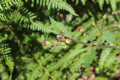 Scrophularia scorodonia