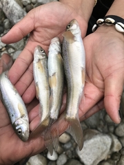 Blunt-Nosed Snowtrout photo 2