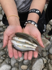 Blunt-Nosed Snowtrout photo 1